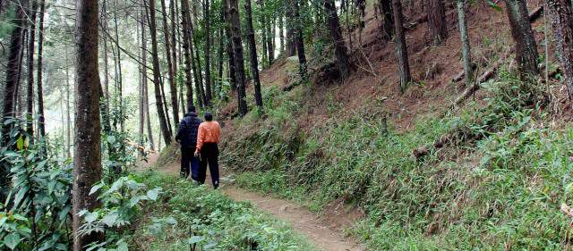 Costa Rica enseña a cuidar los bosques | Preocupa la tala en Antioquia y en la Amazonia. FOTO ARCHIVO