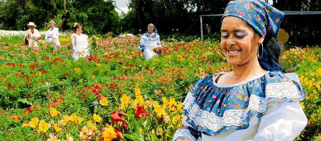 En Santa Elena lo espera la tradición | La invitación es a recorrer los cultivos de flores en el Oriente antioqueño. FOTO MANUEL SALDARRIAGA