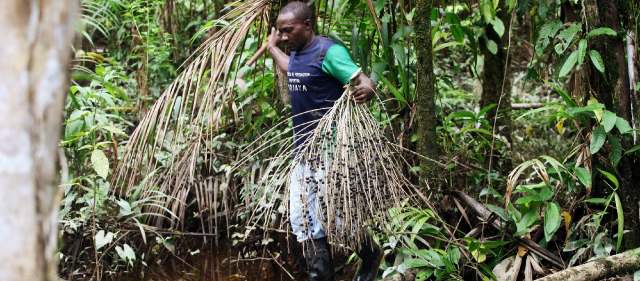 El acai, la redención de Vigía del Fuerte | Una de las mayores dificultades es la recolección, por las condiciones del bosque. FOTO CORTESÍA