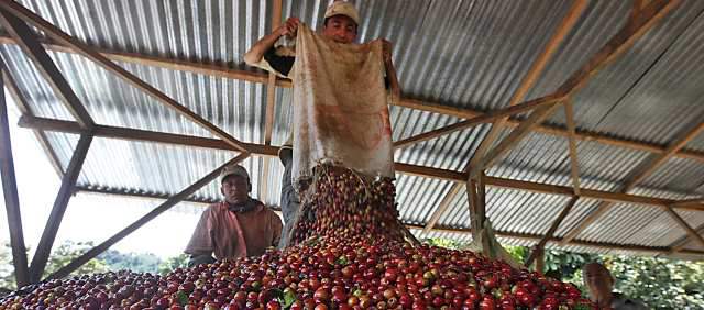 Las cooperativas cafeteras compraron un 63,5% más | En Antioquia la productividad alcanza los 16 sacos de café por cada hectárea sembrada. FOTO JULIO CÉSAR HERRERA