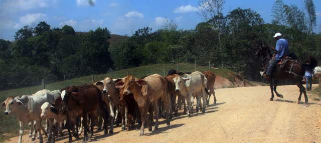 Las Farc insisten en las zonas de reserva campesina | En San Vicente del Caguán (foto)se desarrollará el tercer encuentro nacional de las zonas de reserva campesina. FOTO ROBINSON SÁENZ