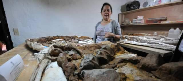 Hallan en Villa de Leyva restos del terror del mar | La investigadora María Eurídice Páramo mientras analizaba los restos del pliosáurido, que fueron transportados en coberturas de yeso. Villa de Leyva Cortesía UNIVERSIDAD NACIONAL