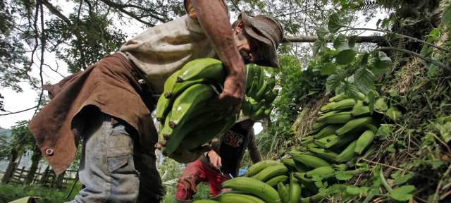 El plátano es el que ahora les da la comida a muchos cafeteros | Los productores aprendieron a manejar los racimos para que la fruta no pierda calidad. Ya se sacan en gajos, en una labor conocida como desmane. En la región un racimo se obtiene en 18 meses, a partir de la siembra de la mata. FOTOS HENRY AGUDELO