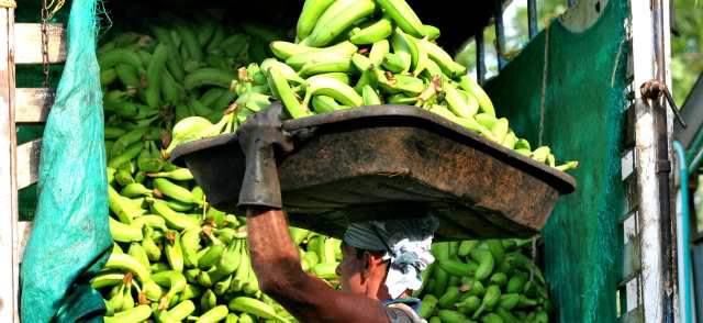Banrepública calificó de mixta la economía de Antioquia en 2013 | Las menores cotizaciones internacionales de banano afectaron el comportamiento de este producto en 2013. FOTO MANUEL SALDARRIAGA