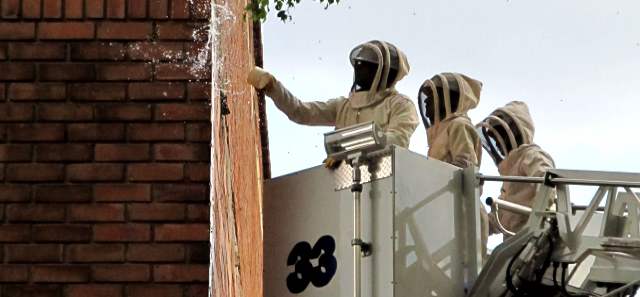 Proliferan ataques de abejas enardecidas por el calor | Destrucción del panal en La 80 donde hubo un ataque el lunes FOTO PABLO SANTA