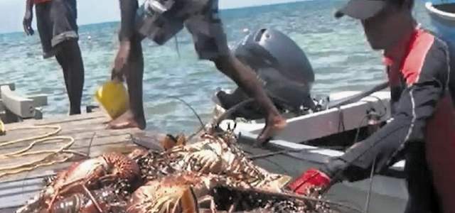 Decisión de La Haya tumbó pesquera en San Andrés | Antillana controlaba el 95% del comercio de langosta. FOTO COLPRENSA