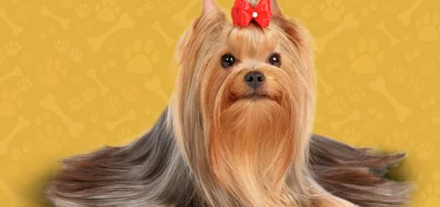 Creen que Europa es el origen del perro |
