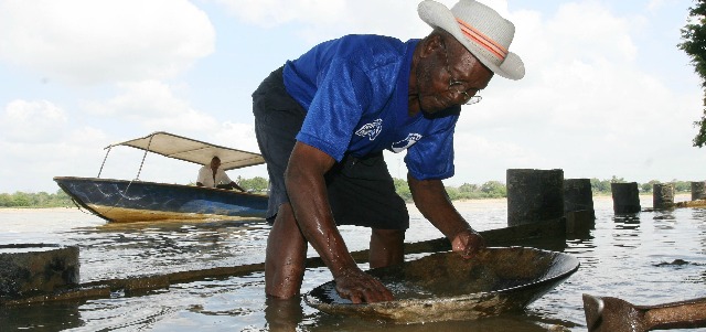 Colombia produjo 14.916 kg. de oro en el primer trimestre de 2013 según los datos publicados por el Sistema de Información Minero Colombiano, del Ministerio de Minas y Energía. En el año 2012 la producción ascendió a 66.178 kilogramos. Foto HERNÁN VANEGAS