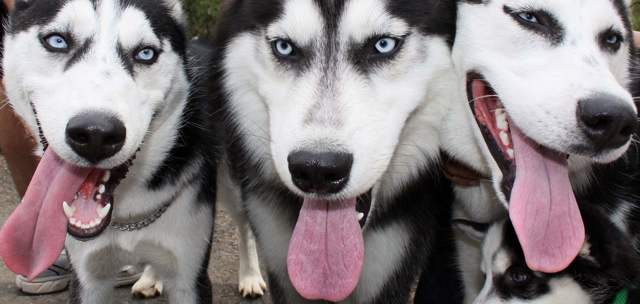 Día Mundial de los Animales: Así se celebrará en Medellín | Este fin de semana será para celebrar con las mascotas en Medellín.