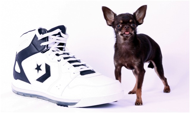 Una chihuahua es el perro más pequeño del mundo, con 9,6 centímetros