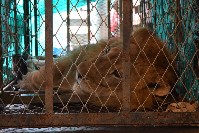 El animal arribó a Cali con disnea, anemia, depresión neurológica y afecciones renal y hepática. Tiene pronóstico reservado. Foto: Colprensa
