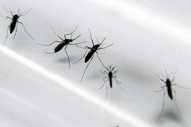 Se comprobó que la vacuna contra el dengue es eficaz en un 66 por ciento. FOTO Colprensa