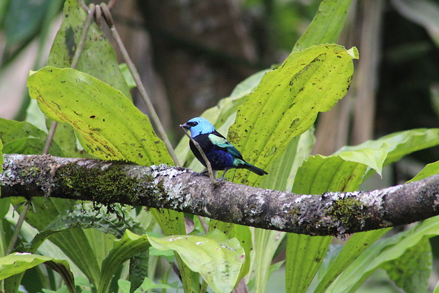 1.921 es la cantidad de especies de aves que existen a nivel local, Colombia es el primero en el mundo. FOTO: Colprensa