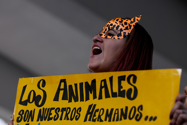 La ley 1774 sobre defensa animal castiga con cárcel entre 12 y 36 meses y multas de hasta 38 millones de pesos. FOTO Colprensa 
