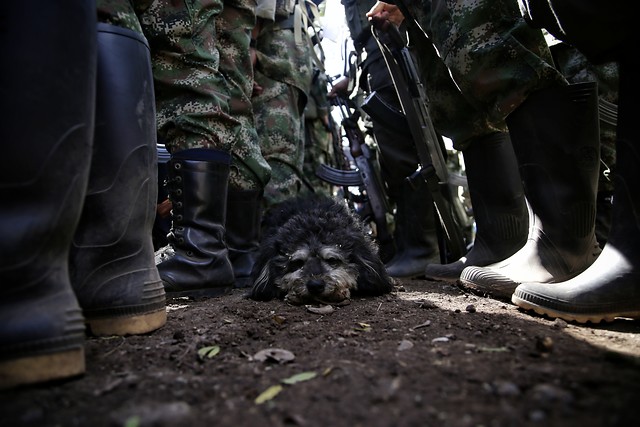 Las Farc continúan en tránsito hacia la legalidad. FOTO COLPRENSA