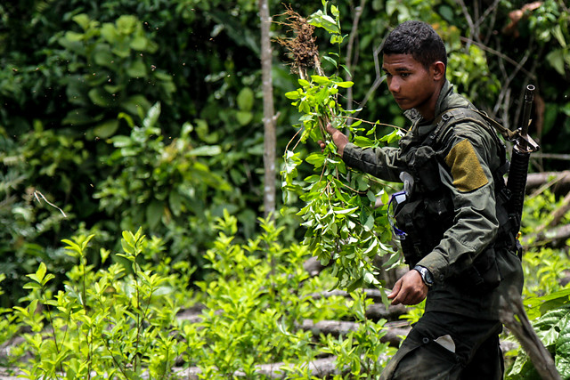La ONU pidió incrementar las acciones contra en narcotráfico, tras conocerse el incremento en los cultivos ilícitos. FOTO COLPRENSA