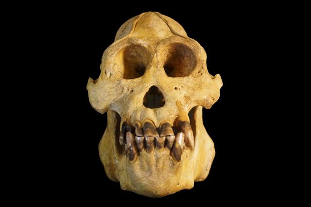 El cráneo de un individuo de la especie nueva. Foto Nater et al