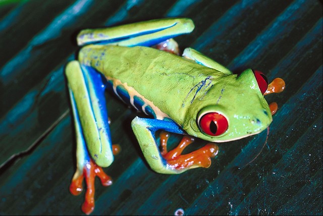 Las ranas, de colores brillantes, se encontraron en contenedores de plástico declarados como “ropas y regalos”. FOTO Colprensa