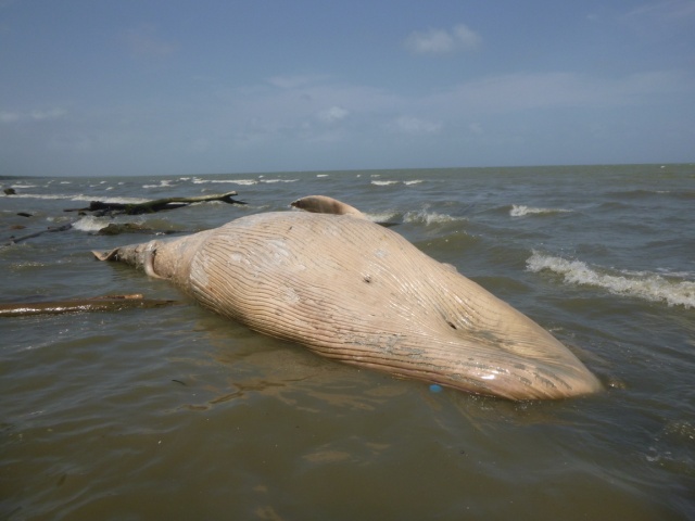 El Golfo de Urabá no ha sido tradicionalmente hábitat de ballenas. FOTO CORTESÍA CORPOURABÁ