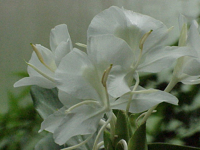 País: Cuba. Flor: mariposa. (Hedychium coronarium).