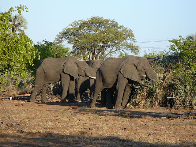 Elefantes de Zambia podrán ser cazados por estadounidenses. Foto Florence Devouard