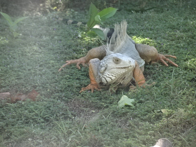 También reportaron que encontraron iguanas. Foto: Cortesía