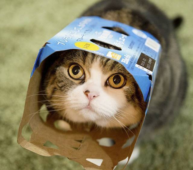 @maru_the_cat apodo: mugumogu