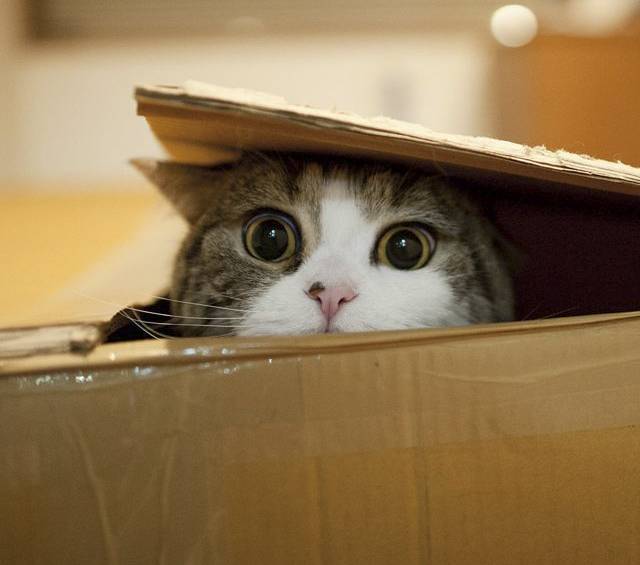 ¿Por qué nos fascinan los gatos en Internet?