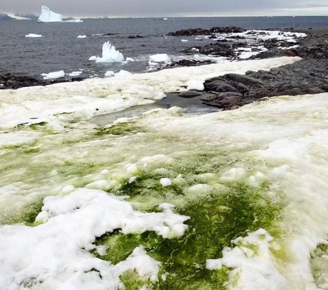 La Antártica se ve verde y esta es la razón
