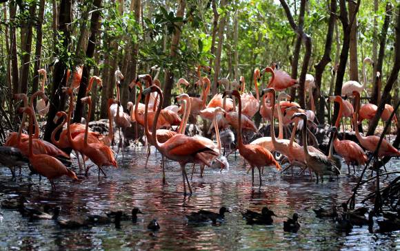 El hábitat de los flamingos y al lado, un águila arpía. La gestación del aviario tardó cerca de 10 años. Cuenta con clínica veterinaria y sitio de comidas. FOTO cortesía Aviario