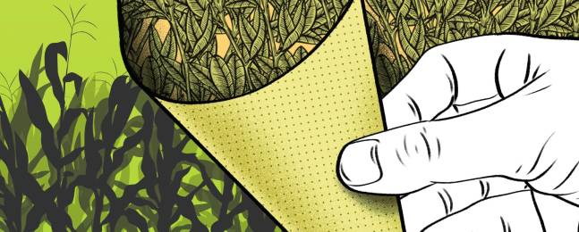 Combatir la coca, una obligación