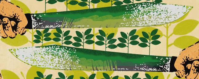 Coca sigue en aumento