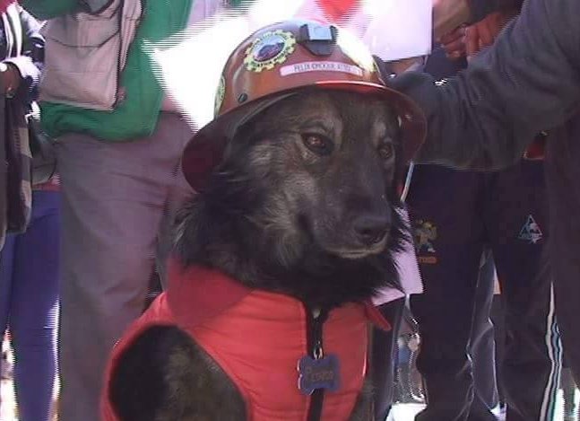 Petardo es un perro callejero popular en la campaña en rechazo a la reelección del presidente boliviano Evo Morales. FOTO AGENCIAS