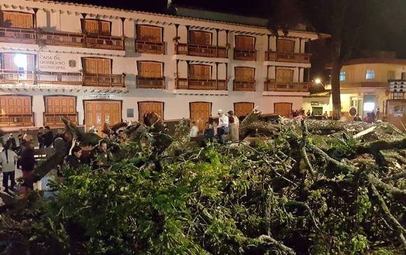 El samán estaba ubicado al frente de la administración municipal. FOTO ALCALDÍA DE TÁMESIS