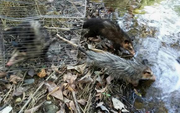 90 animales rescatados del tráfico ilegal volvieron a los bosques