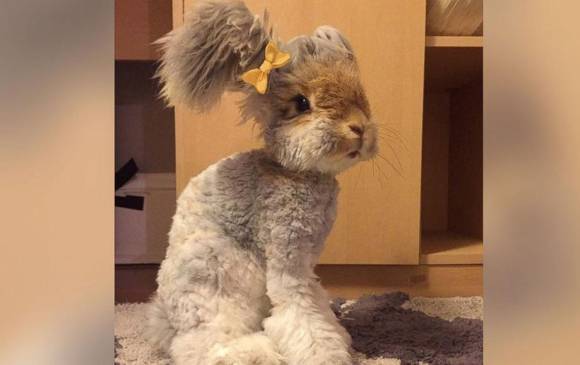 Animales con personalidad conquistan corazones