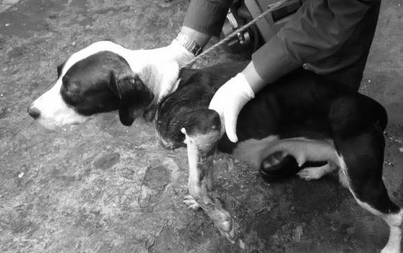 Las patas y orejas del animal estaban cubiertas de sangre, producto de las heridas. Foto Cortesía Policía