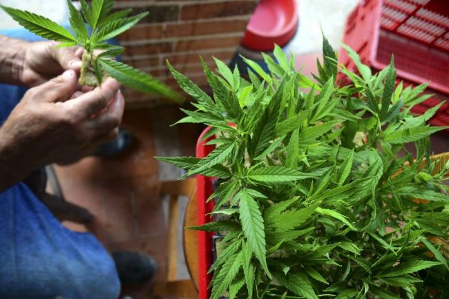 El Gobierno permite el cultivo de 20 plantas para autoconsumo. Foto: Colprensa 