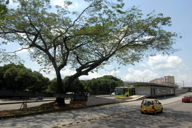 A primera vista parece una ‘colombianada’, pero el puente se está haciendo así a propósito para no talar este árbol. FOTO COLPRENSA - VANGUARDIA LIBERAL