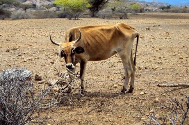 Mientras las autoridades de Santander y de los Santos concretan la obra del acueducto para este municipio, lo que piden sus habitantes es que vuelva a llover para mitigar su sed. FOTO colprensa