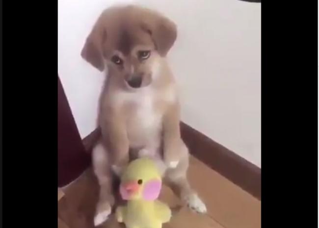 El video del cachorro arrepentido ya ha sido compartido más de 400 mil veces. FOTO: Captura de pantalla.