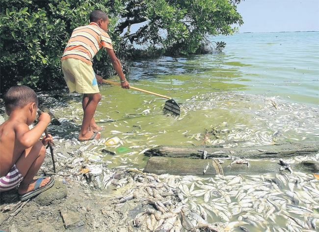 Corpamag destacó que la Ciénaga Grande de Santa Marta tienen cerca 523.000 hectáreas y en ella hay 14 municipios y viven 400.000 habitantes. FOTO Hoy Diario del Magdalena