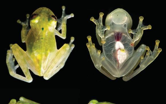 Solo 0,2% de las especies de los anfibios muestran su corazón rojo. FOTO GUAYASAMÍn-Cisneros ET AL