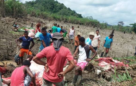Así quedaron los cultivos en el municipio de Nechí. FOTO DAPARD ANTIOQUIA