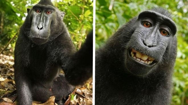 Naruto, el macaco negro que se hizo mundialmente famoso por haberse apoderado de una cámara y haberse hecho un selfi en la jungla de Indonesia fue nombrado “personalidad del año”.