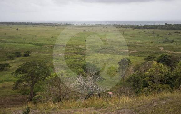 En esta zona rural ubicada a siete kilómetros de Necoclí estará ubicado Darien International Port. Foto: Julio César Herrera.
