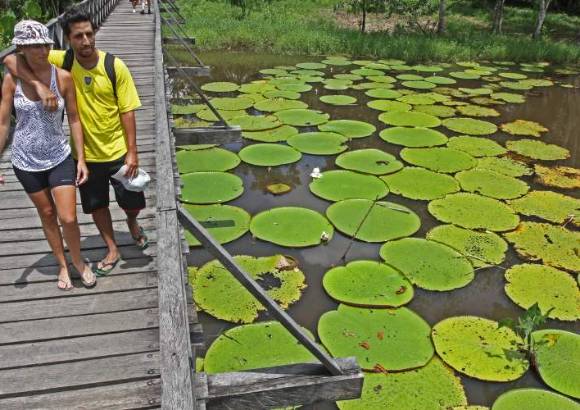Hernán Vanegas - En la comunidad indígena de Mocagua la Victoria regia (lotos), engalanan su hábitat. En la gráfica, una pareja de turistas argentinos de visita al lugar.