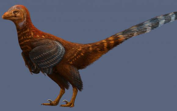 Esta es la nueva especie de dinosaurio con plumas asimétricas hallada en China, que representa el troodóntido más temprano reportado –dinosaurio maniraptorano parecido a un pájaro–. FOTO: Cortesía Agencia SINC