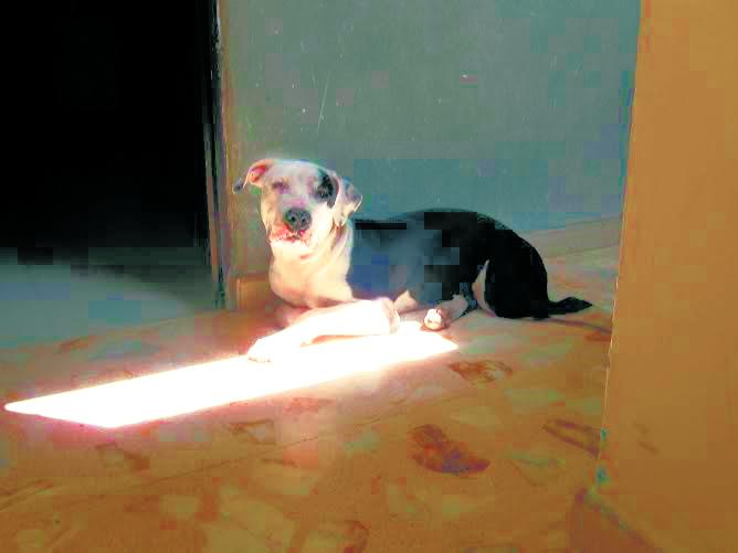 El problema se viene presentando en un edificio ubicado en la calle 53 N° 51, en Itagüí. Los implicados son vecinos y hermanos. FOTO CORTESÍA