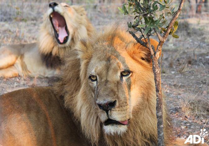 Junior (centro), uno de los leones que también estuvo enfermo ahora está en recuperación.